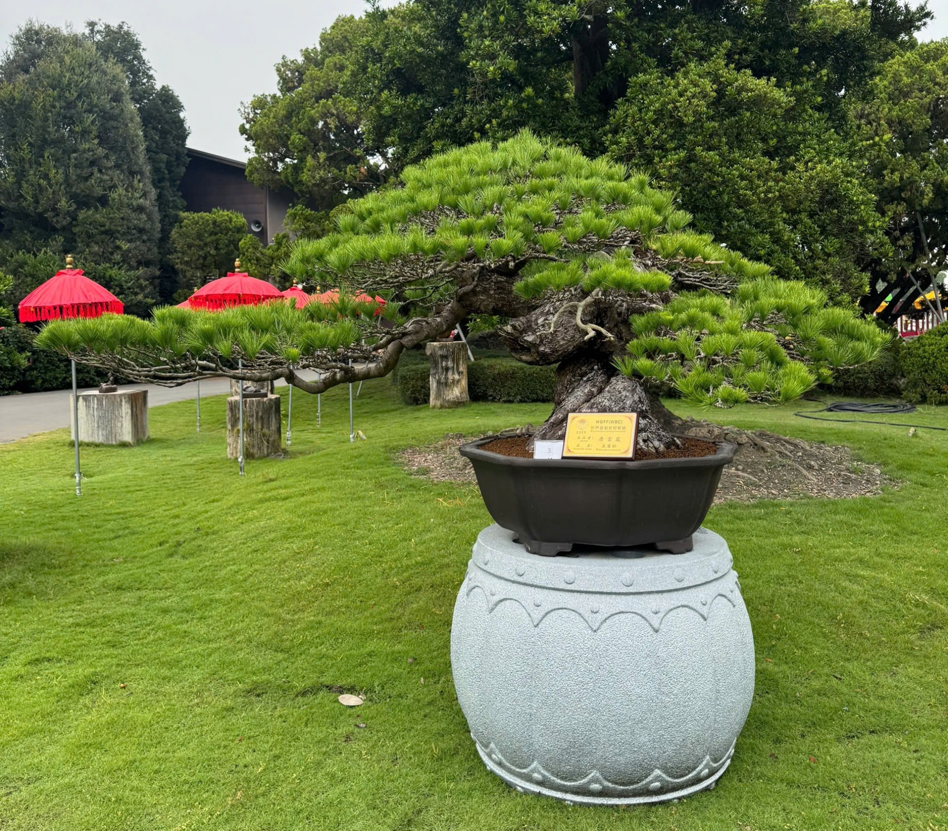 Đoàn Sinh vật cảnh Việt Nam tham dự Triển lãm Bonsai WBFF 2025 tại Đài Loan (Trung Quốc)