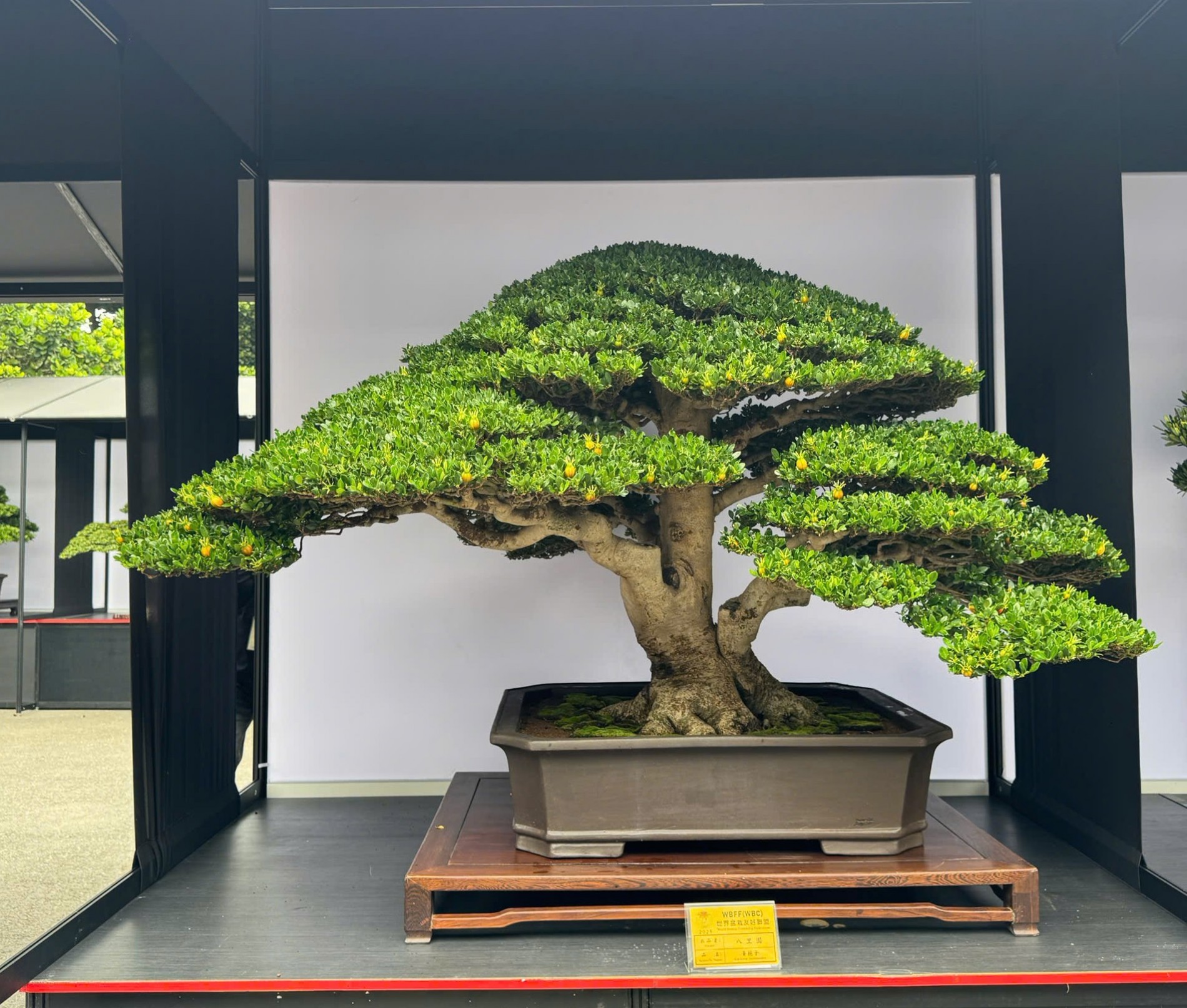 Đoàn Sinh vật cảnh Việt Nam tham dự Triển lãm Bonsai WBFF 2025 tại Đài Loan (Trung Quốc)