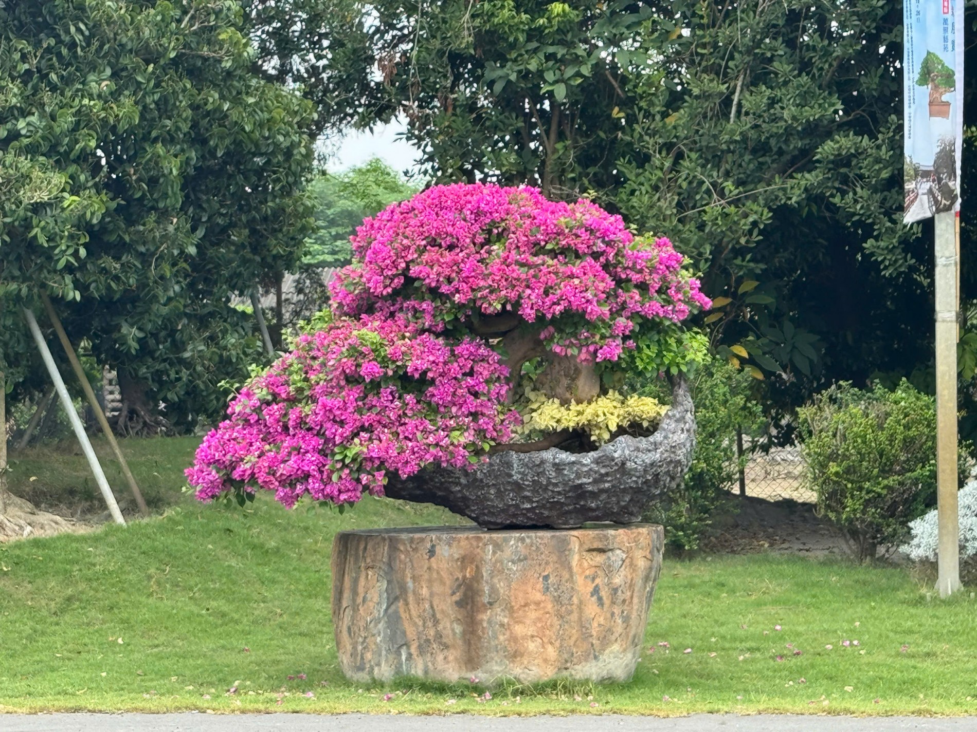 Đoàn Sinh vật cảnh Việt Nam tham dự Triển lãm Bonsai WBFF 2025 tại Đài Loan (Trung Quốc)