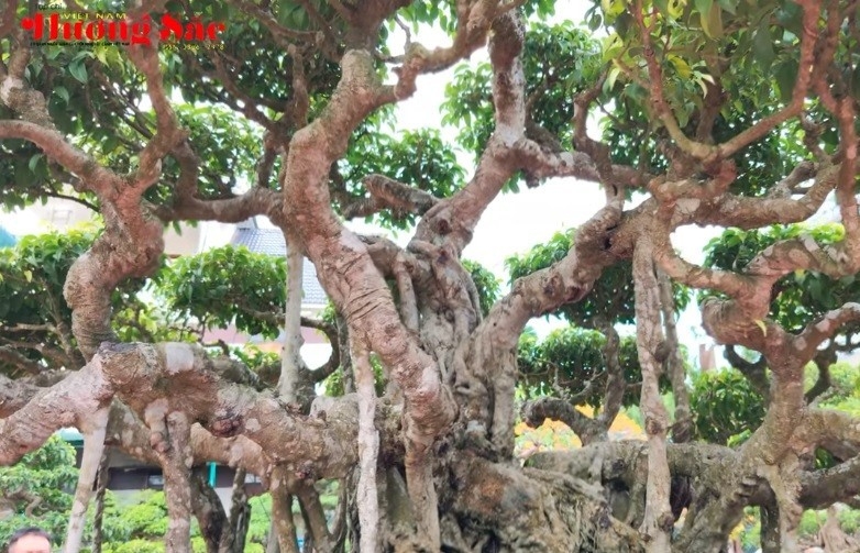 Giao lưu cùng các nghệ nhân tại sự kiện kỉ niệm 1 năm thành lập CLB Thiên Bút, tỉnh Quảng Ngãi