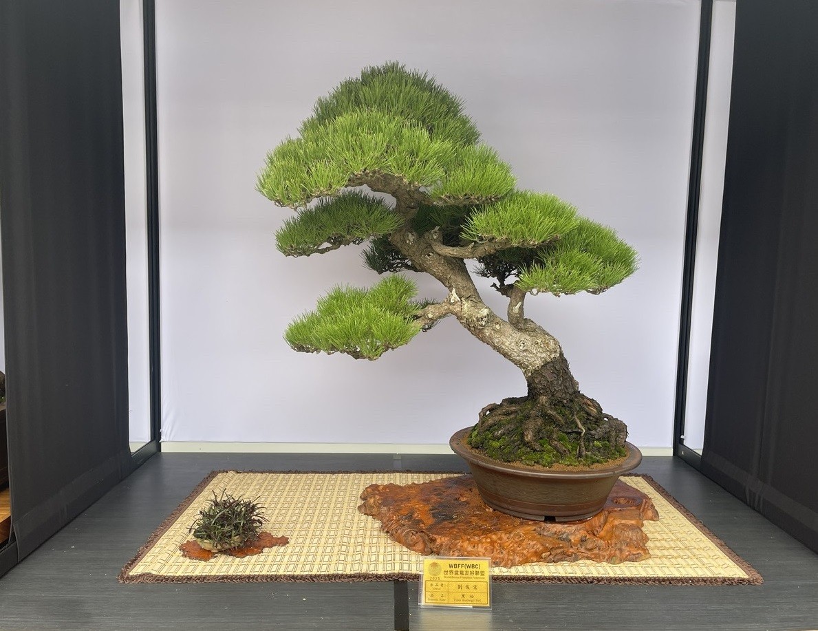 Hội Sinh vật cảnh Việt Nam tham dự Triển lãm Bonsai WBFF 2025 tại Đài Loan (Trung Quốc)