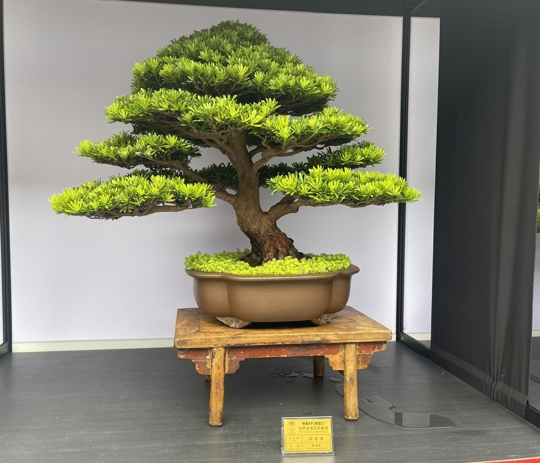 Hội Sinh vật cảnh Việt Nam tham dự Triển lãm Bonsai WBFF 2025 tại Đài Loan (Trung Quốc)