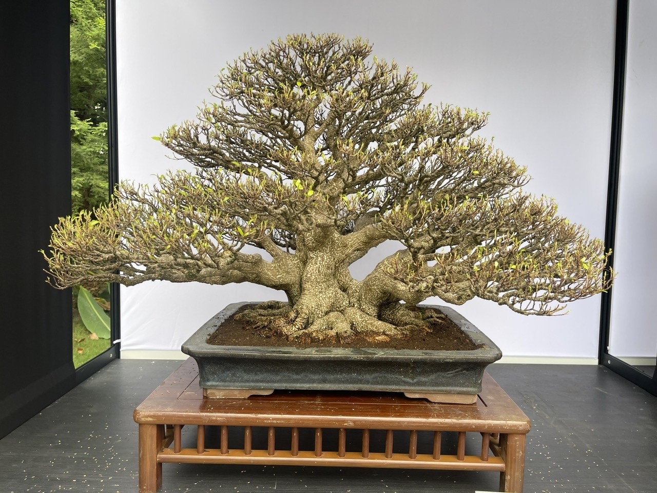 Hội Sinh vật cảnh Việt Nam tham dự Triển lãm Bonsai WBFF 2025 tại Đài Loan (Trung Quốc)