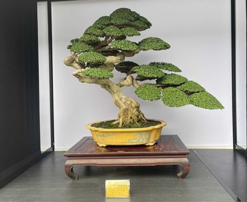 Hội Sinh vật cảnh Việt Nam tham dự Triển lãm Bonsai WBFF 2025 tại Đài Loan (Trung Quốc)