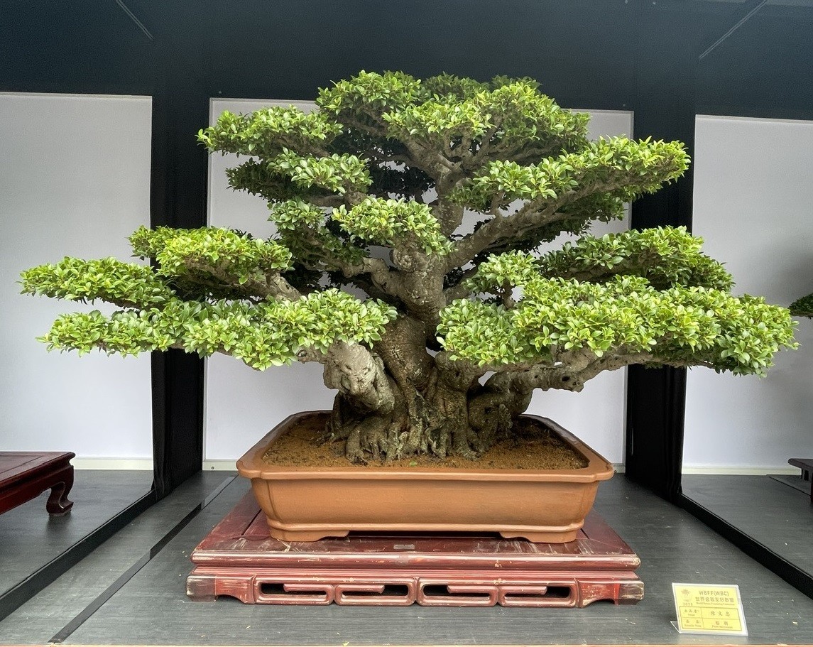 Hội Sinh vật cảnh Việt Nam tham dự Triển lãm Bonsai WBFF 2025 tại Đài Loan (Trung Quốc)