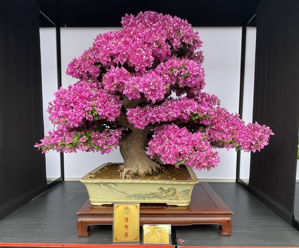 Hội Sinh vật cảnh Việt Nam tham dự Triển lãm Bonsai WBFF 2025 tại Đài Loan (Trung Quốc)