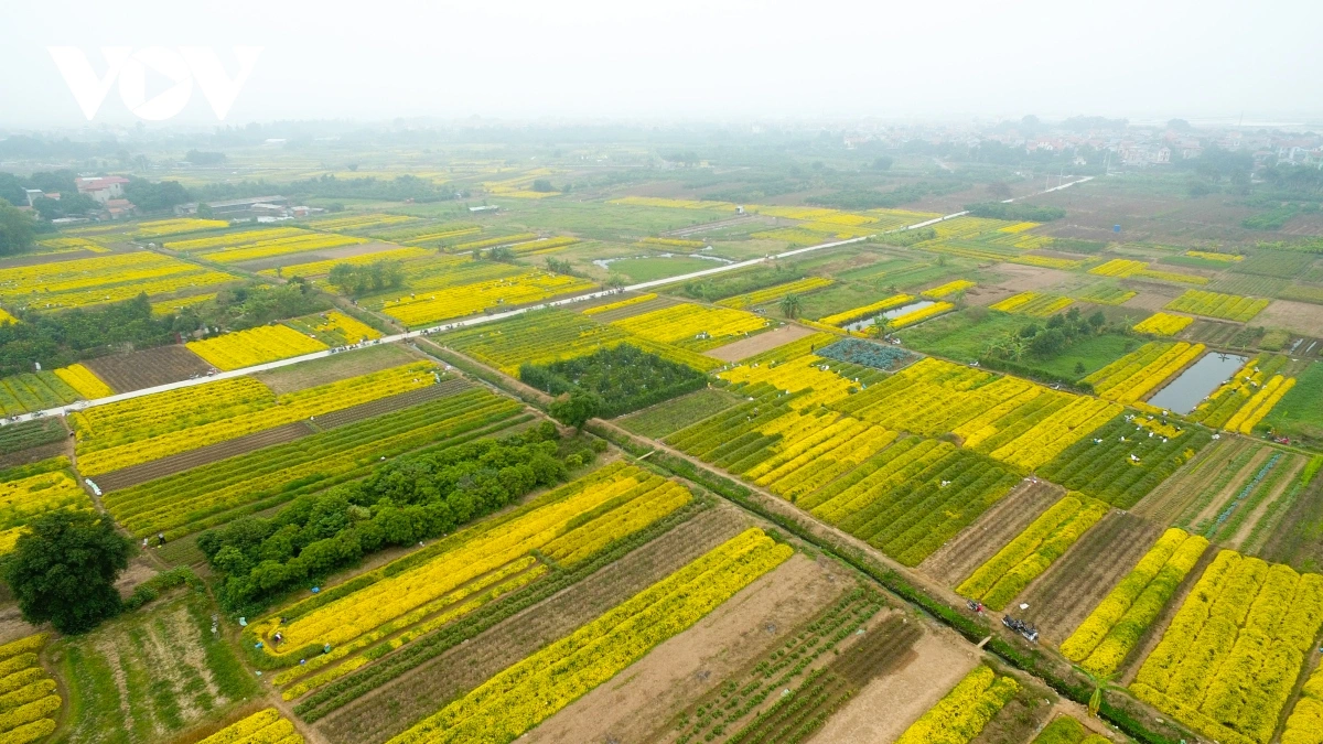 Hưng Yên: Rải vụ trồng hoa cúc giúp nông dân tăng thu nhập, giảm áp lực mùa vụ