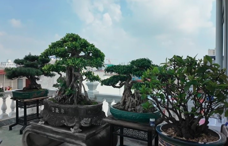 Thăm vườn cảnh của ông Dương Văn Thời tại Bắc Ninh