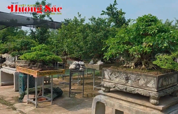 Anh nông dân Duy An ở xã Tây Phương, Hà Nội: "Đổi đời" nhờ cây cảnh