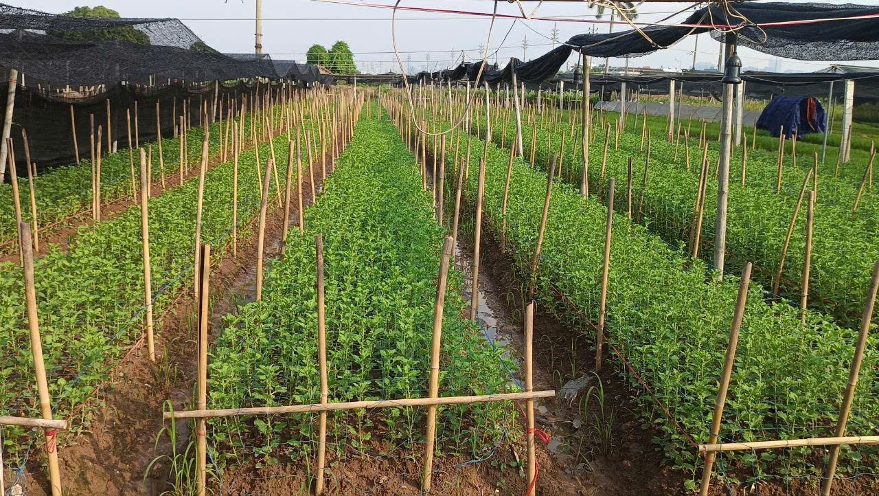 Tin khuyến nông: Kỹ thuật xanh, nông nghiệp sạch – Bước chuyển mình của nông thôn Việt Nam