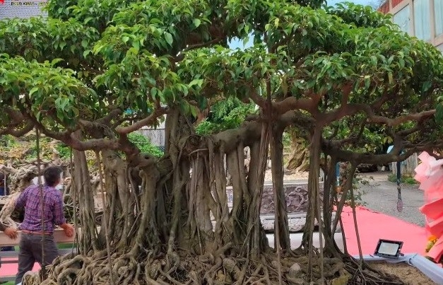 Sanh quê Quảng Ngãi sừng sững giữa dải đất miền Trung đầy nắng gió