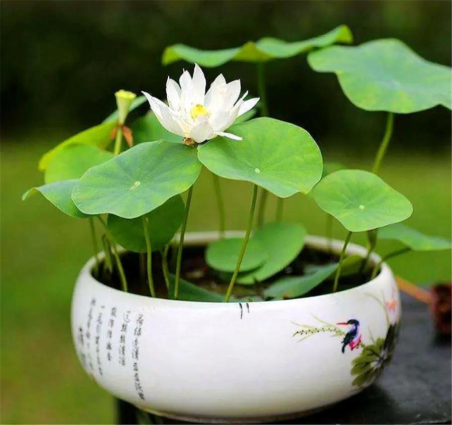 Đẹp nhưng xui: 5 loại hoa dễ khiến tiền tài thất thoát