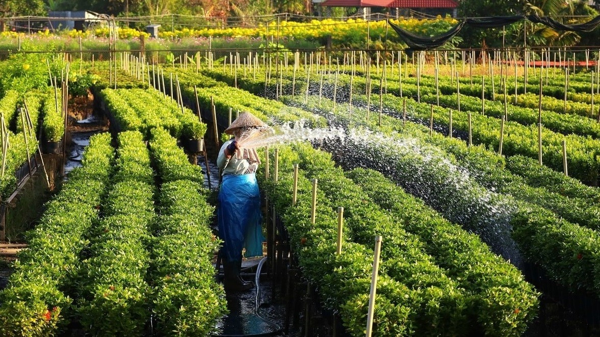 Từ trồng hoa bán Tết đến làm du lịch trải nghiệm: Làng hoa Sa Đéc thay áo mới