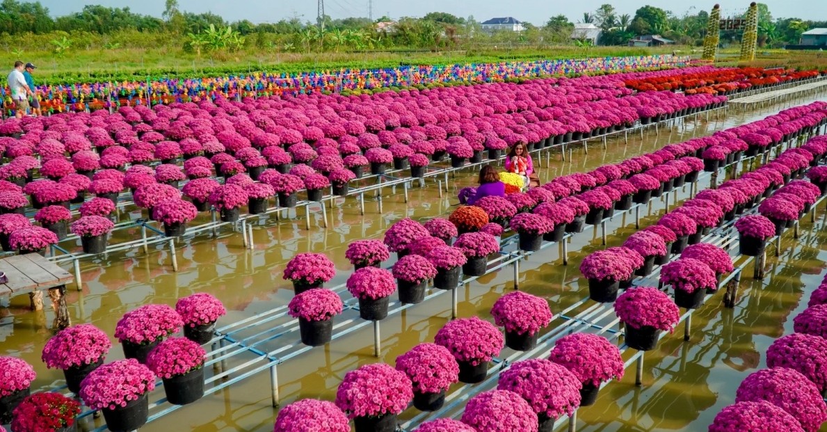 Từ trồng hoa bán Tết đến làm du lịch trải nghiệm: Làng hoa Sa Đéc thay áo mới