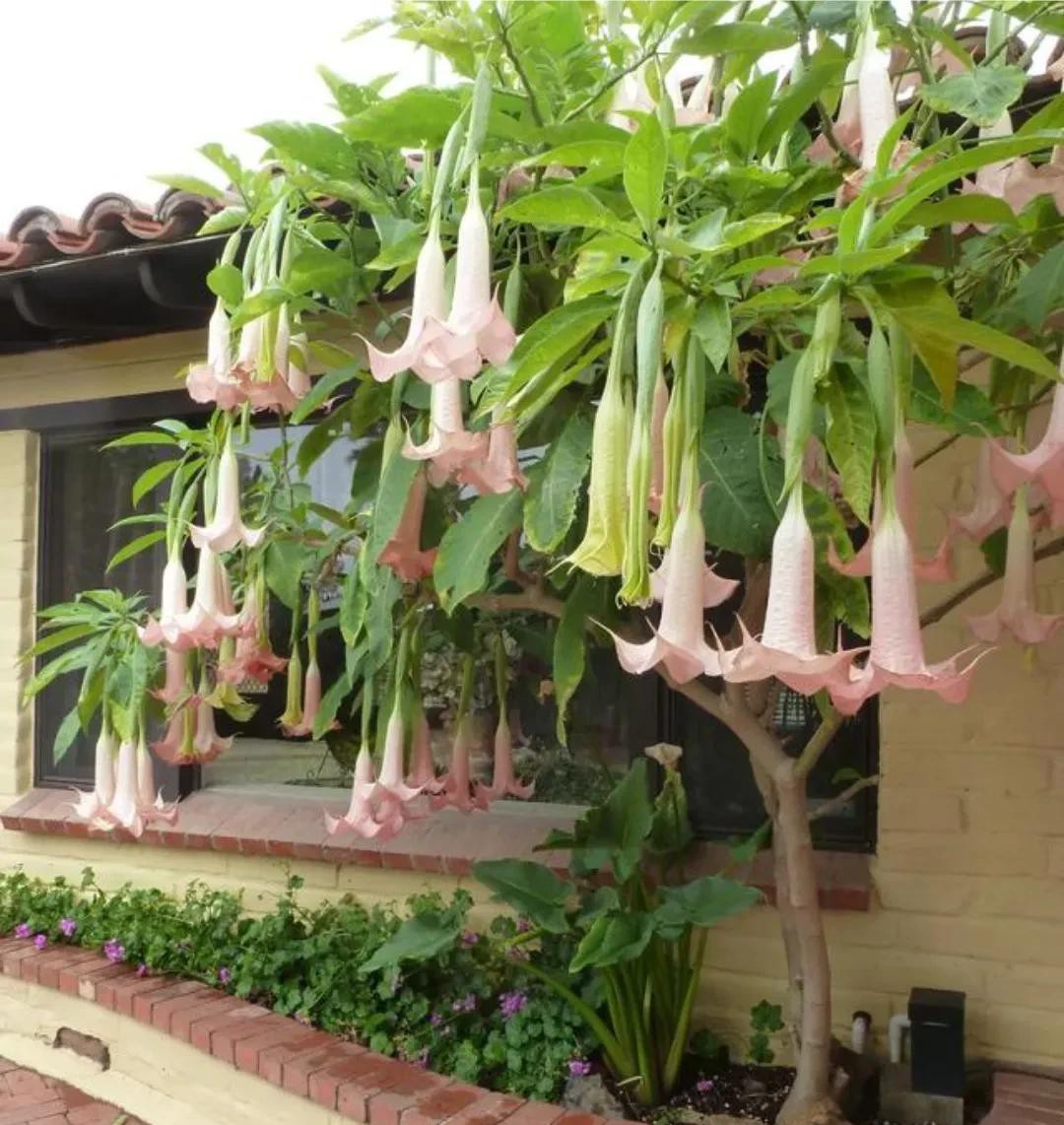 “Hoa vượng người không vượng” – 4 loài cây đẹp nhưng không nên trồng trong nhà