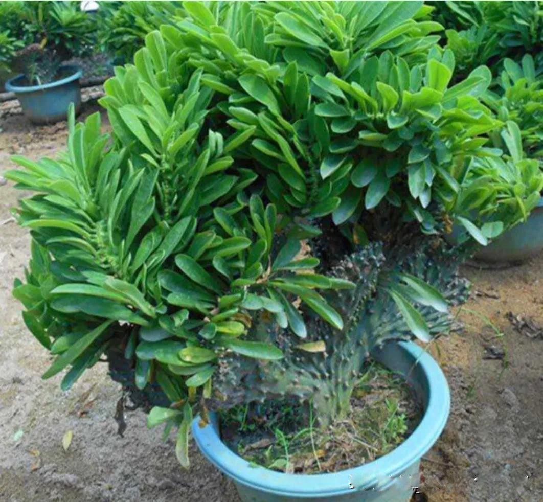 “Hoa vượng người không vượng” – 4 loài cây đẹp nhưng không nên trồng trong nhà