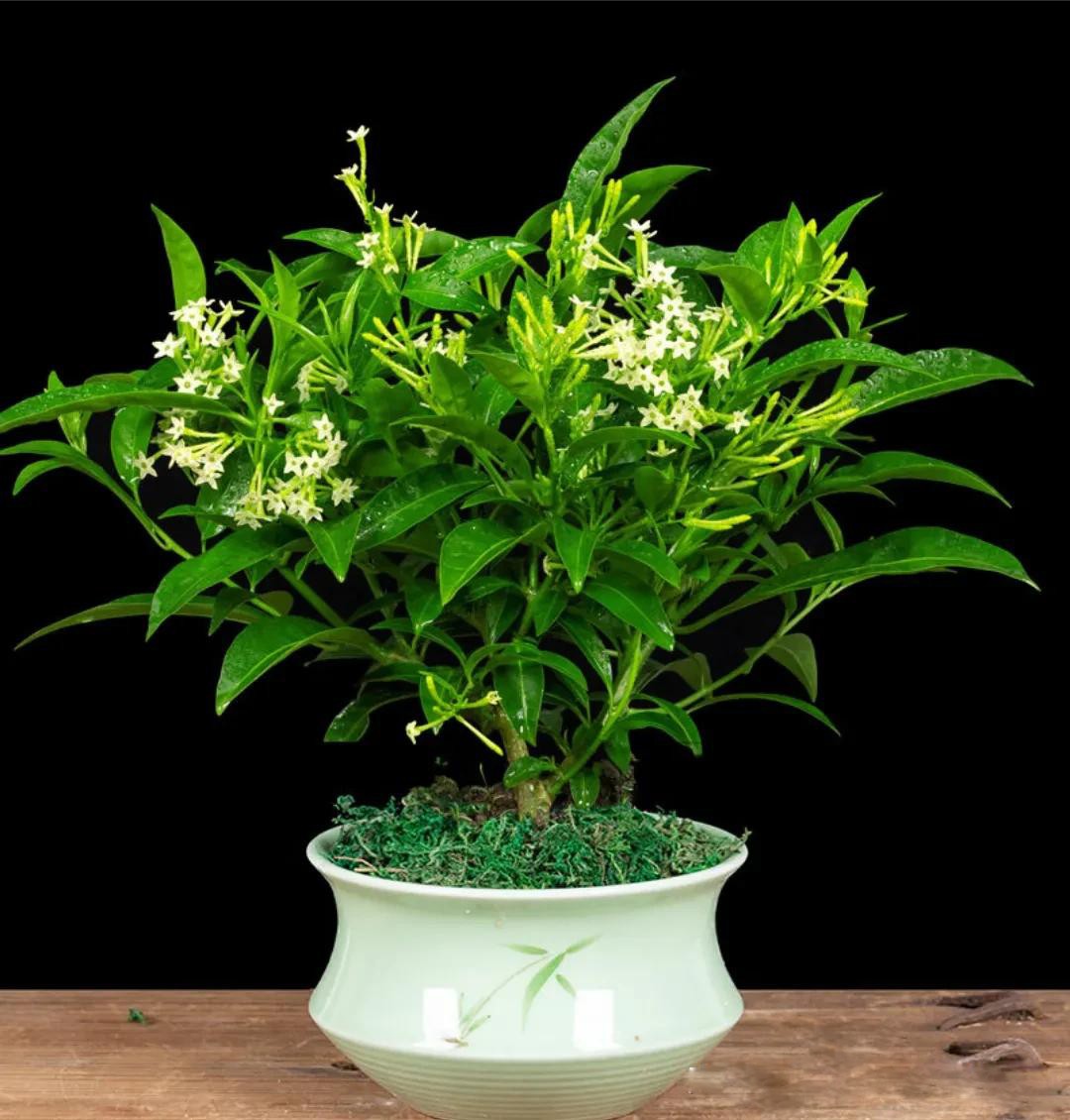 “Hoa vượng người không vượng” – 4 loài cây đẹp nhưng không nên trồng trong nhà