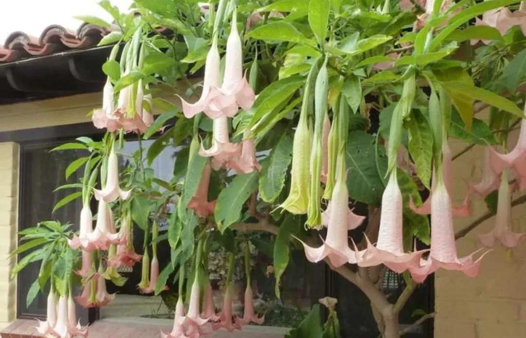 “Hoa vượng người không vượng” – 4 loài cây đẹp nhưng không nên trồng trong nhà