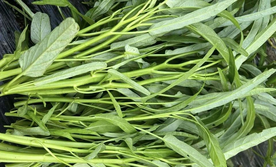 5 loại rau dễ ngấm thuốc trừ sâu nhất: Dân buôn biết rõ nhưng không dám ăn