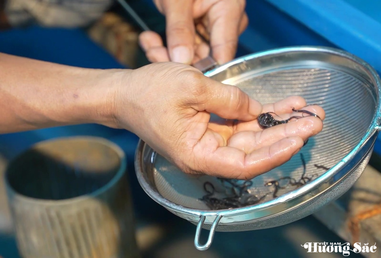 Hà Tĩnh: Nuôi lươn không bùn – Hướng phát triển kinh tế nông hộ bền vững