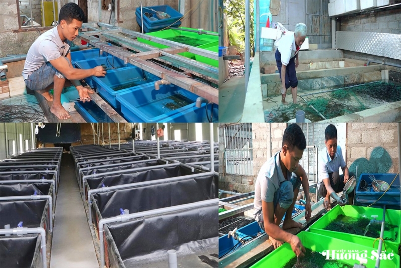 Hà Tĩnh: Nhiều hộ dân nuôi lươn không bùn nâng cao thu nhập, làm giàu ngay ở làng quê