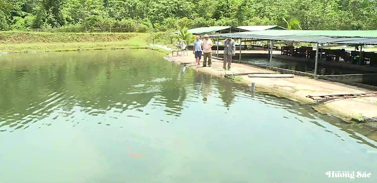 Thành công từ mô hình nuôi cá tầm trên đại ngàn Hà Tĩnh