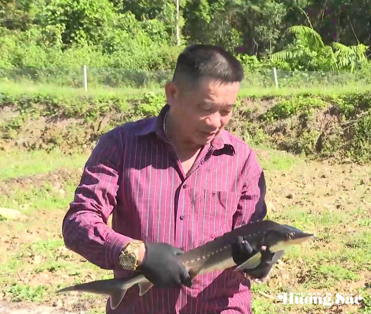 Thành công từ mô hình nuôi cá tầm trên đại ngàn Hà Tĩnh