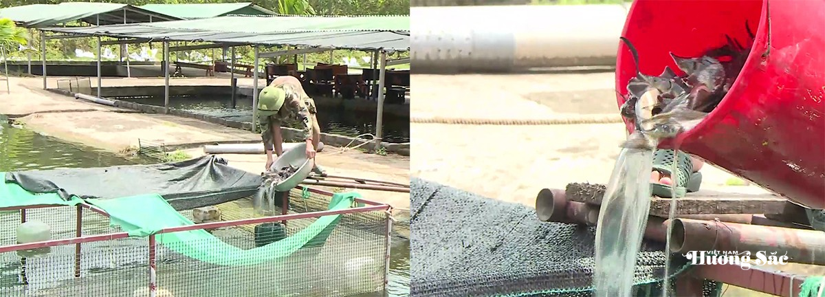 Thành công từ mô hình nuôi cá tầm trên đại ngàn Hà Tĩnh