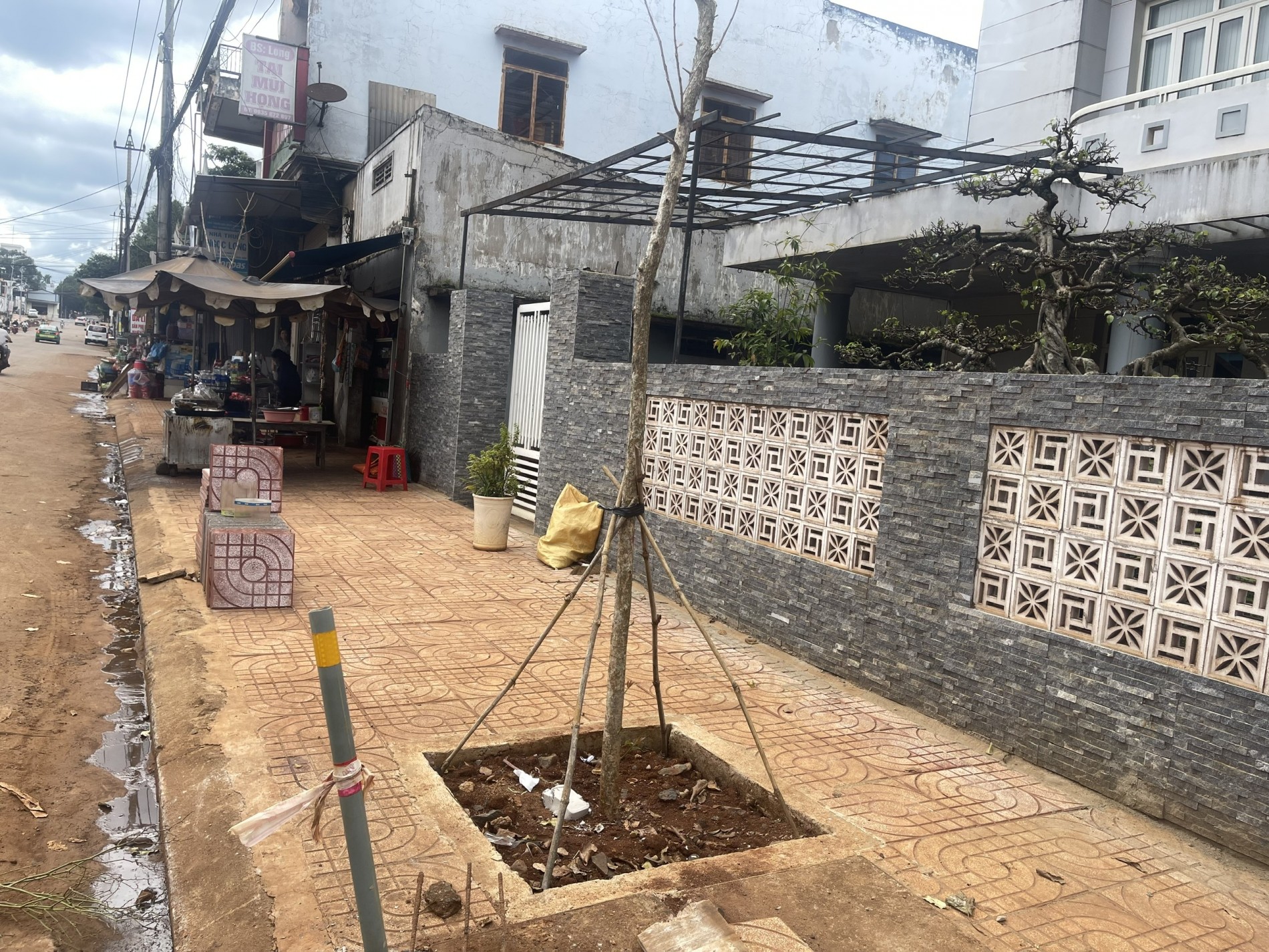 Những hàng cây mới trồng lộn xộn, không theo hàng lối