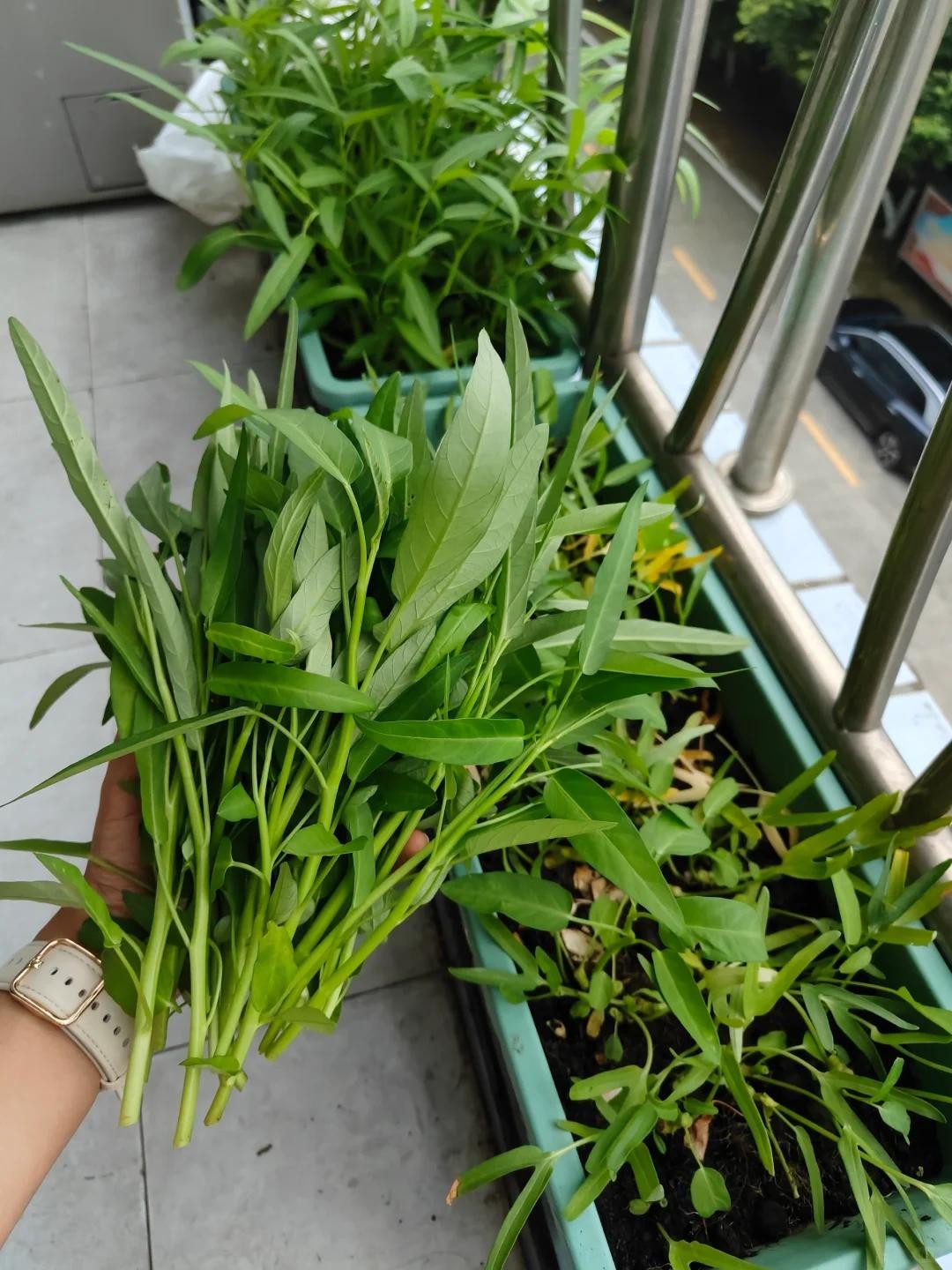 Ban công 1m2 biến thành vườn rau và hoa mini: Mẹo tận dụng không gian cực đỉnh