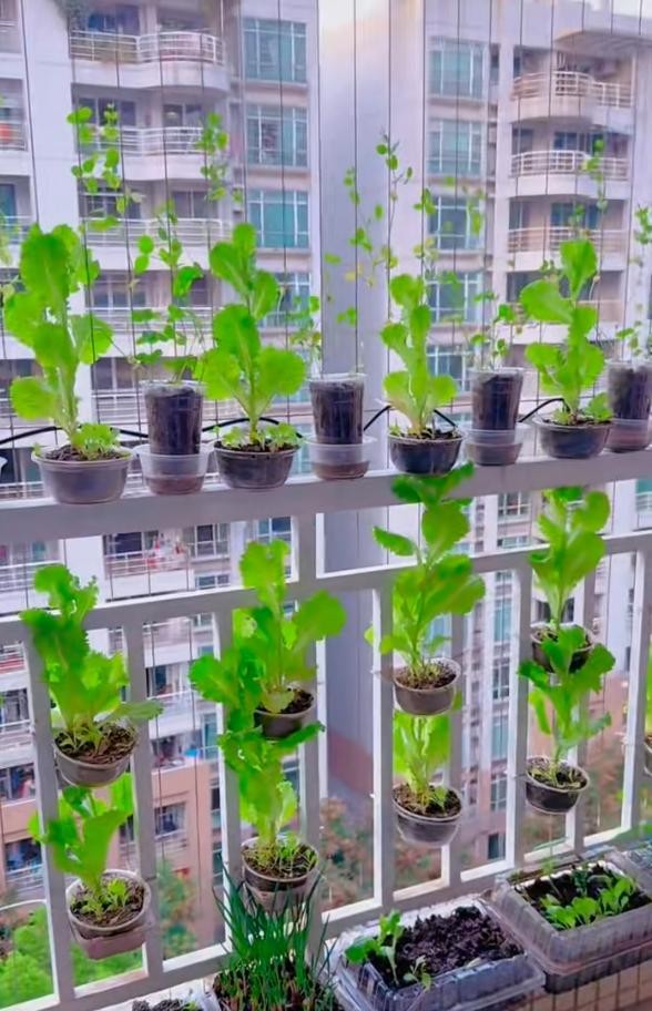 Ban công 1m2 biến thành vườn rau và hoa mini: Mẹo tận dụng không gian cực đỉnh
