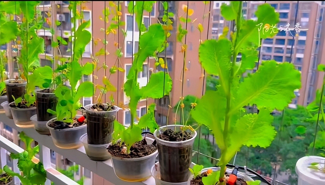 Ban công 1m2 biến thành vườn rau và hoa mini: Mẹo tận dụng không gian cực đỉnh