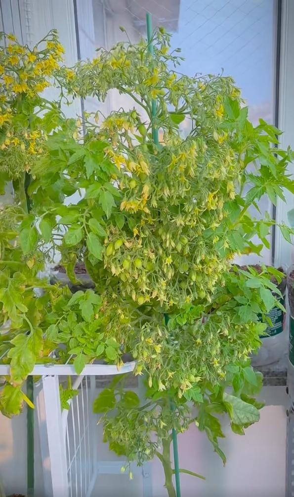 Ban công 1m2 biến thành vườn rau và hoa mini: Mẹo tận dụng không gian cực đỉnh