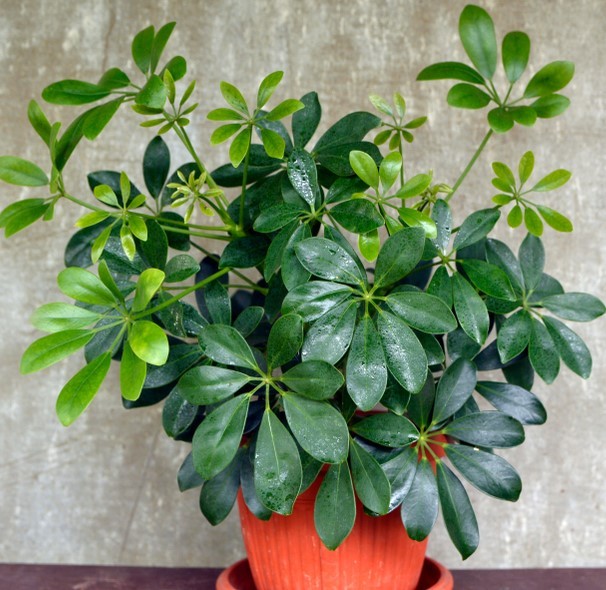 Loại cây cảnh phong thủy được giới nhà giàu săn lùng để “hút vận may, đổi vận xui”