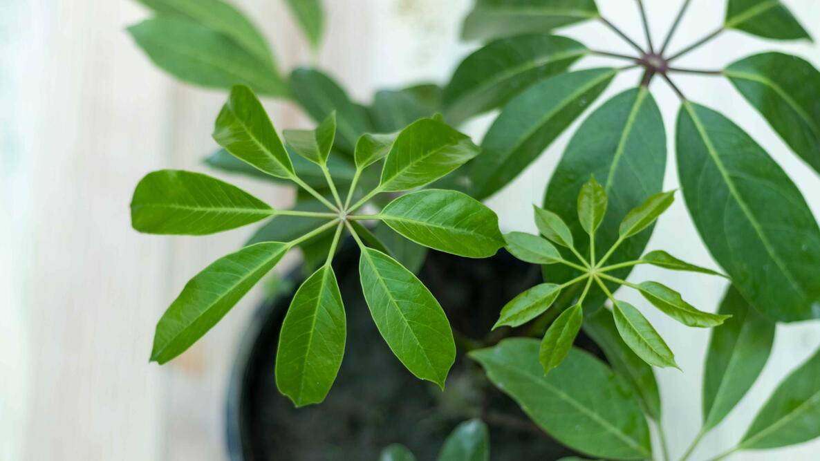 Loại cây cảnh phong thủy được giới nhà giàu săn lùng để “hút vận may, đổi vận xui”