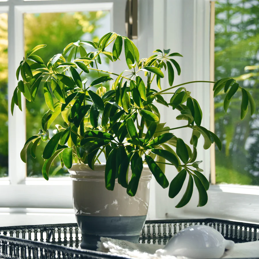 Loại cây cảnh phong thủy được giới nhà giàu săn lùng để “hút vận may, đổi vận xui”