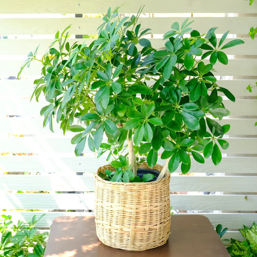 Loại cây cảnh phong thủy được giới nhà giàu săn lùng để “hút vận may, đổi vận xui”