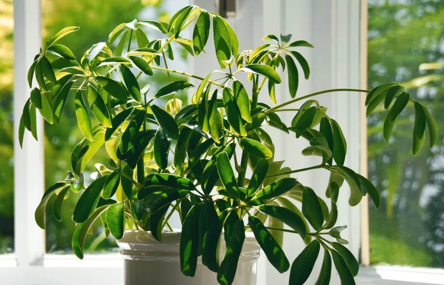 Loại cây cảnh phong thủy được giới nhà giàu săn lùng để “hút vận may, đổi vận xui”