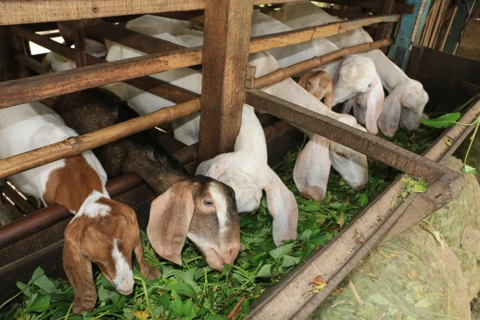 Nuôi dê kết hợp du lịch nông nghiệp – hướng sinh kế bền vững ở vùng đất khó Đồng Tháp