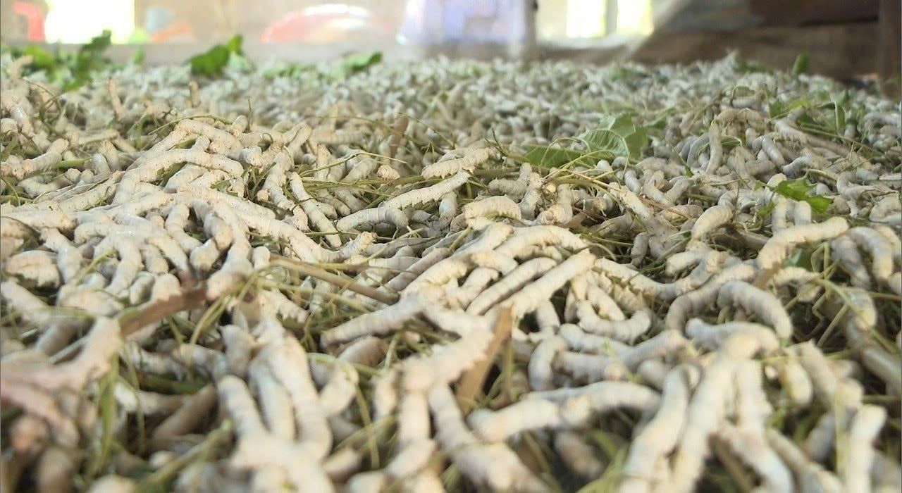 Hồi sinh làng nghề dâu tằm tơ ở Lâm Đồng