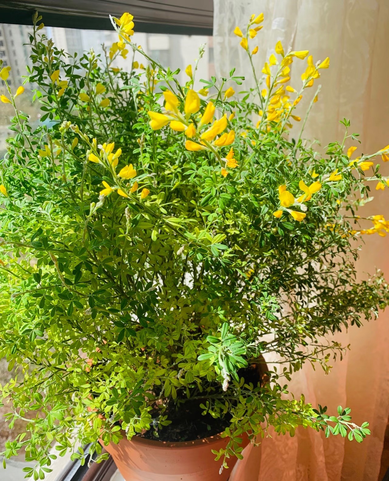Loài hoa của mùa thu: Vàng như nắng, thơm nhẹ như gió, nở suốt nhiều tháng liền