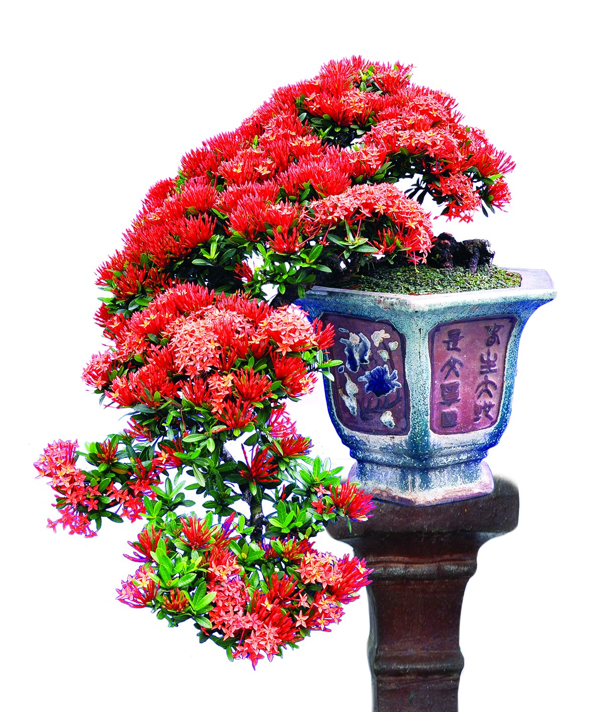Giâm cành cây bông trang – Phương pháp nhân nhanh và đơn giản
