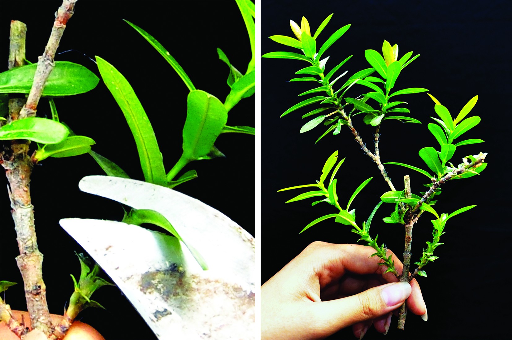 Giâm cành cây bông trang – Phương pháp nhân nhanh và đơn giản