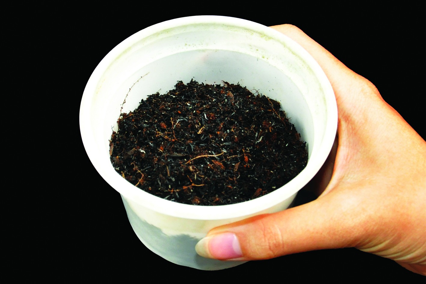 Giâm cành cây bông trang – Phương pháp nhân nhanh và đơn giản
