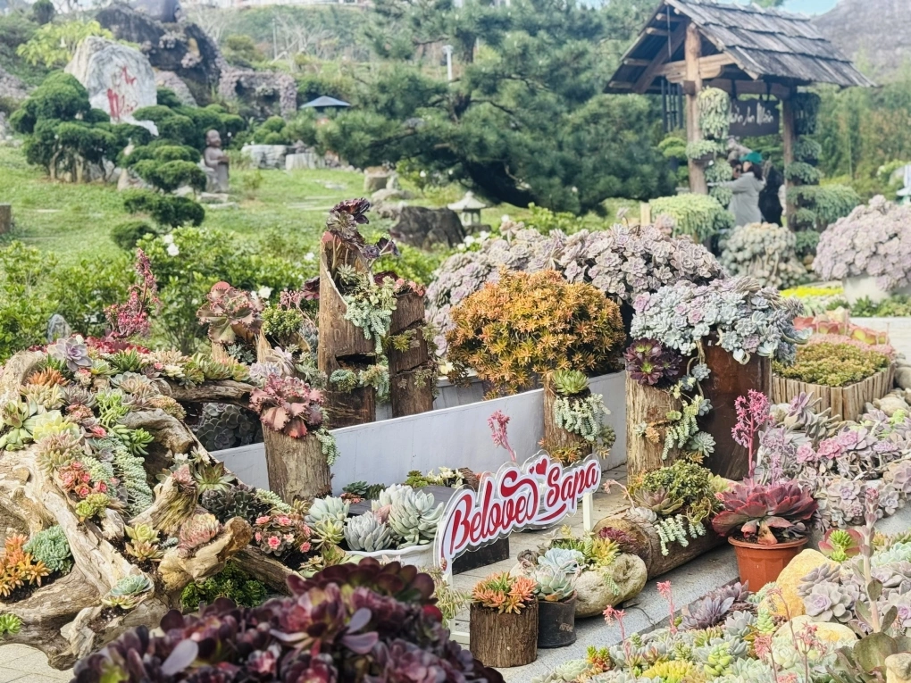 Hàng trăm nghìn cây sen đá khoe sắc trên đỉnh Fansipan