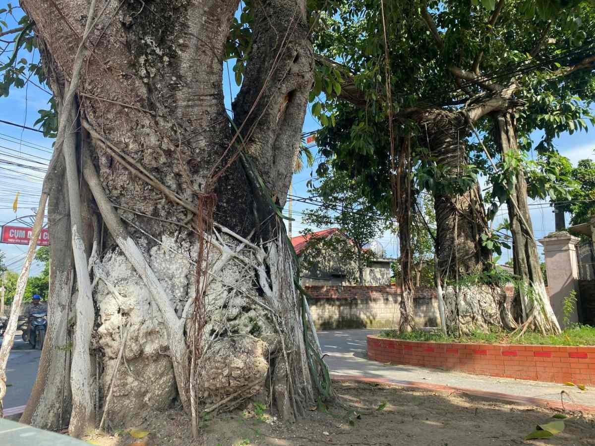 Cặp đa hơn 200 năm tuổi tạo vòm cổng làng xanh mát ở Hải Phòng Cặp đa hơn 200 năm tuổi tạo vòm cổng làng xanh mát ở Hải Phòng