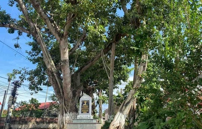 Cặp đa hơn 200 năm tuổi tạo vòm cổng làng xanh mát ở Hải Phòng