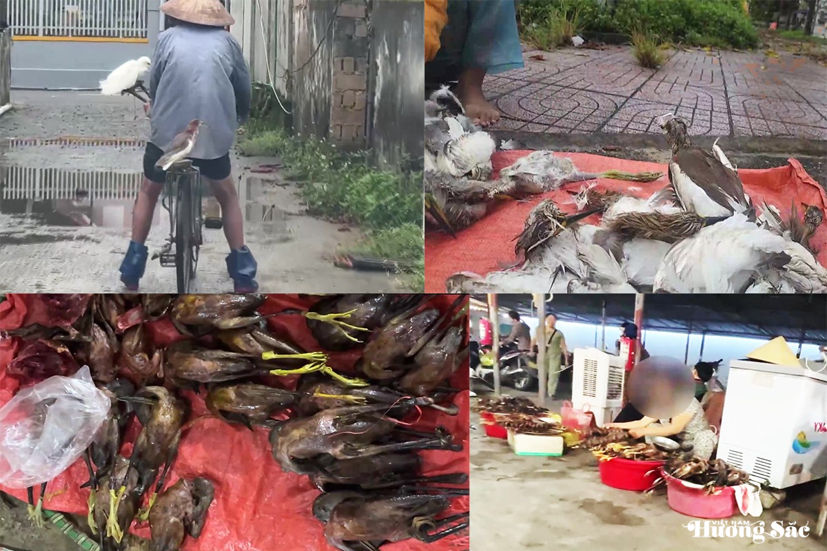Hà Tĩnh: Tái diễn nạn tận diệt chim trời giữa mùa di cư