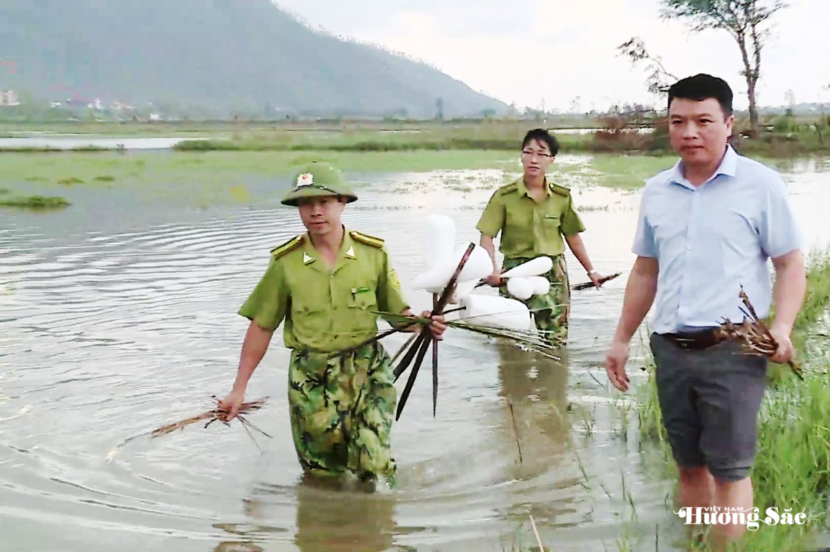 Hà Tĩnh: Tái diễn nạn tận diệt chim trời giữa mùa di cư