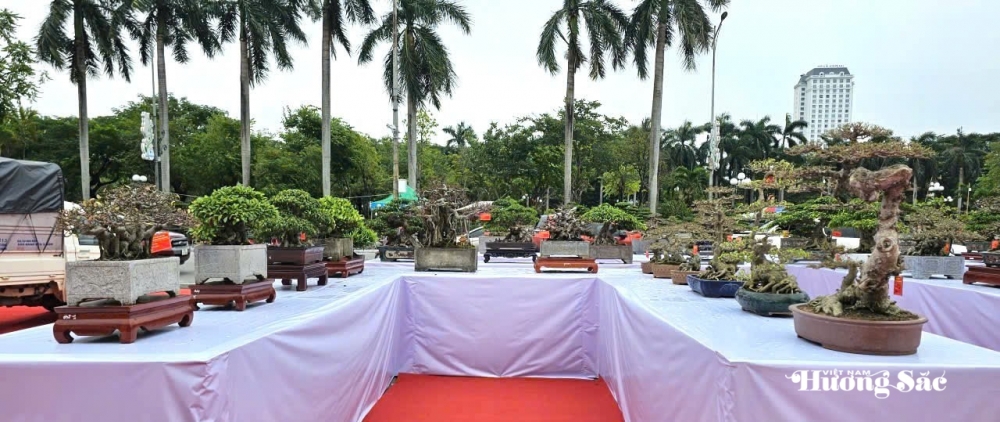 Triển lãm cây cảnh nghệ thuật cụm Hà Nam: Hội tụ tinh hoa, lan tỏa đam mê Triển lãm cây cảnh nghệ thuật cụm Hà Nam: Hội tụ tinh hoa, lan tỏa đam mê